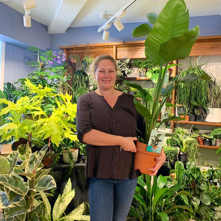 5 Things to Consider Before Buying a New Houseplant?