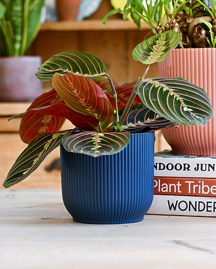 98bb8d_1a5c19367ea143d4bb31150836294a87~