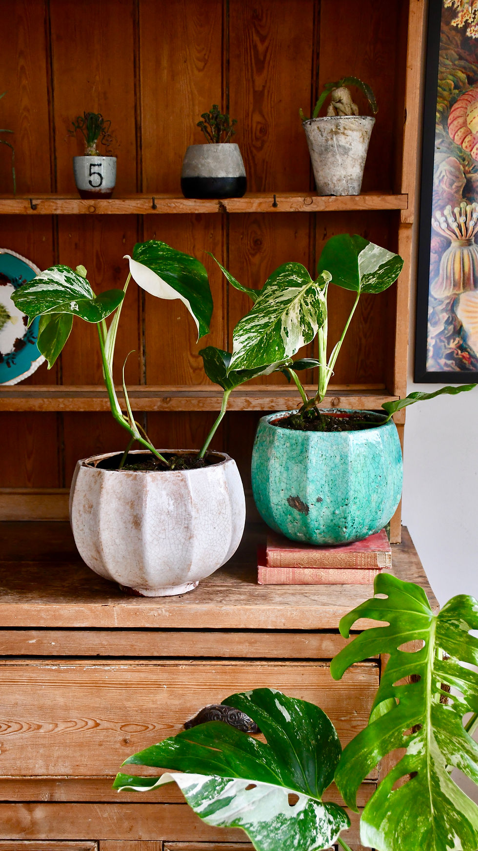 Small Variegated Monstera Potted