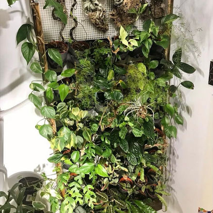 Bring Nature Inside Your Home with an Indoor Plant Wall