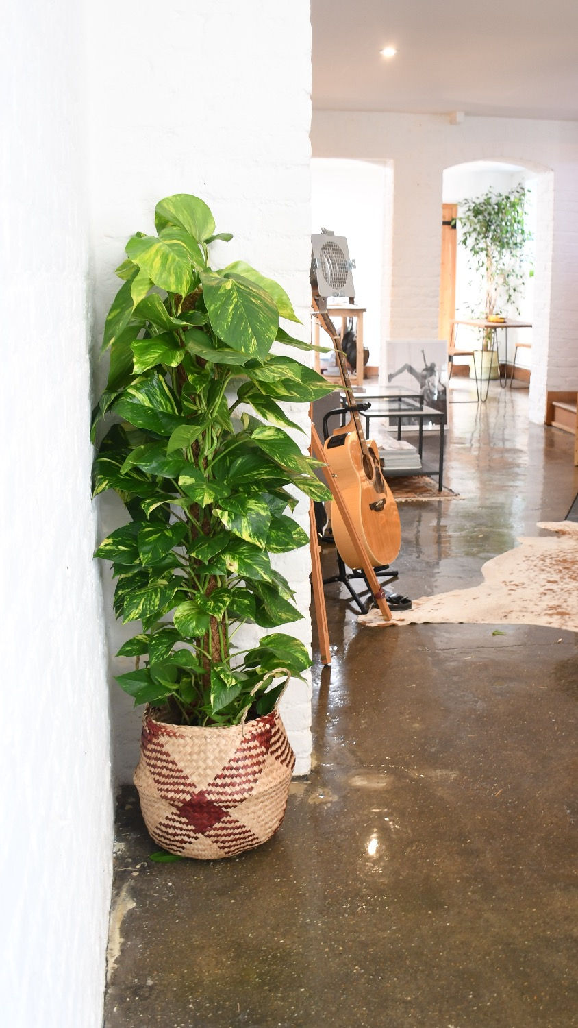 Pothos bush epipremnum aureum