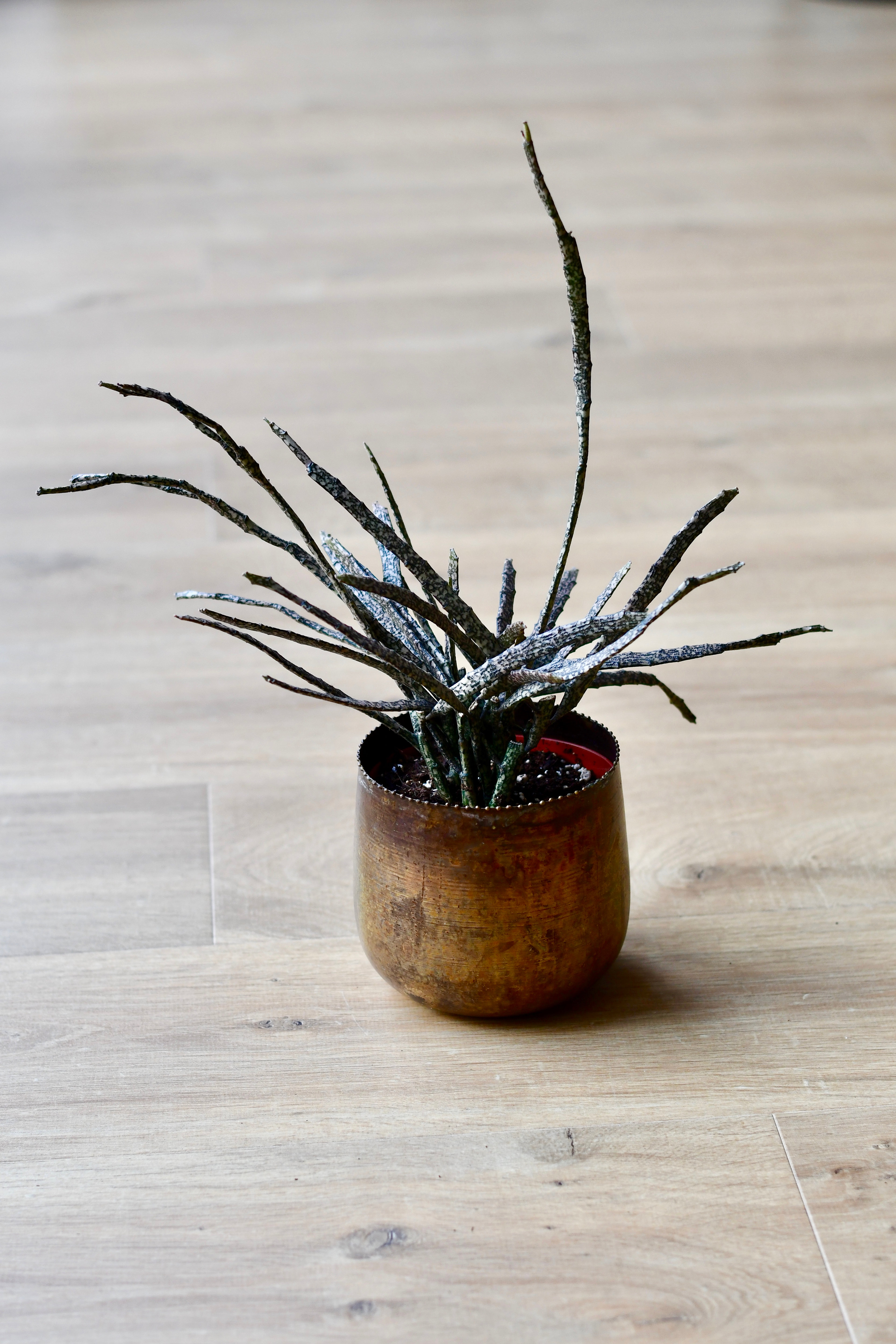 Euphorbia Platyclada 40cm The Dead Plant happyhouseplants