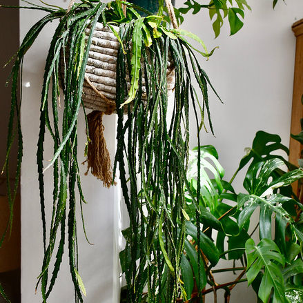 Hanging Plants in Your Kitchen, Bedroom or Living Space