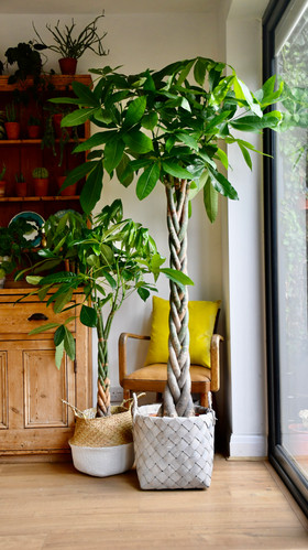 Braided Mexican Fortune Tree - Pachira Aquatica | London | Houseplants
