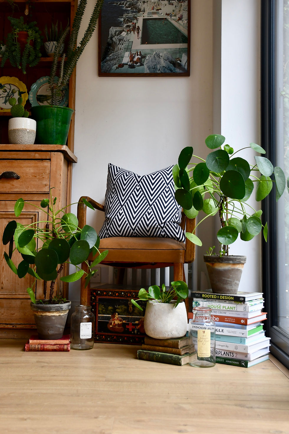 Potted Pilea peperomoides