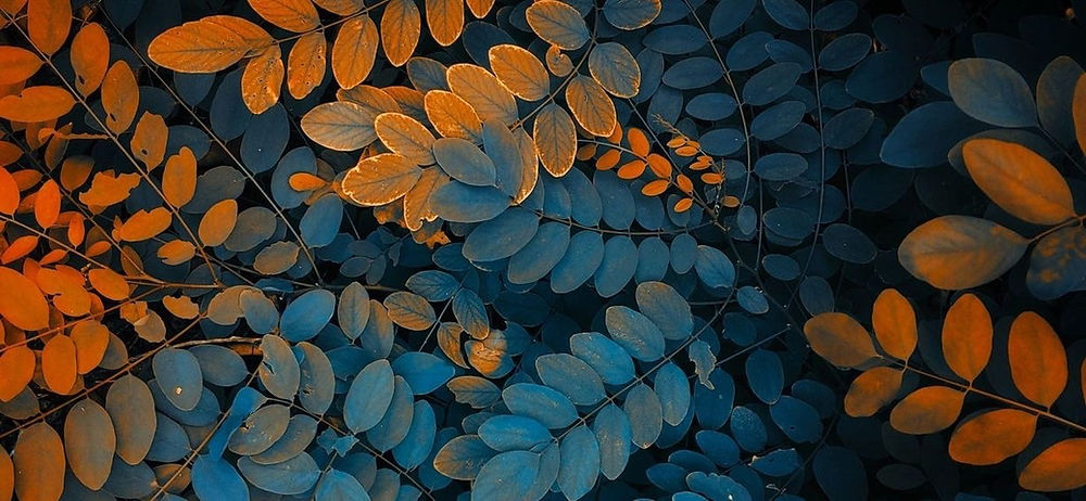437894bbdda8d7d3b2d8385b92790b17_edited_edited.jpg