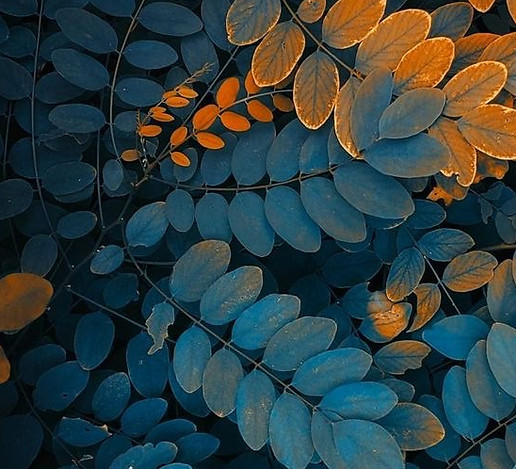 437894bbdda8d7d3b2d8385b92790b17_edited.jpg