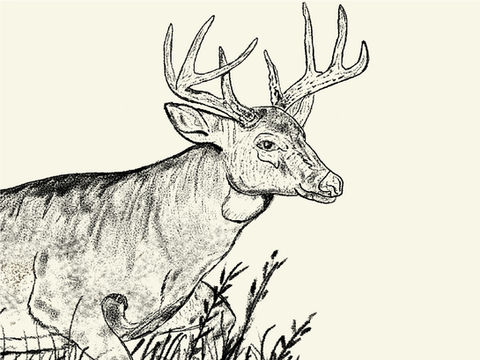 Whitetail Buck Drawing Sketch Illustration hand drawn wildlife