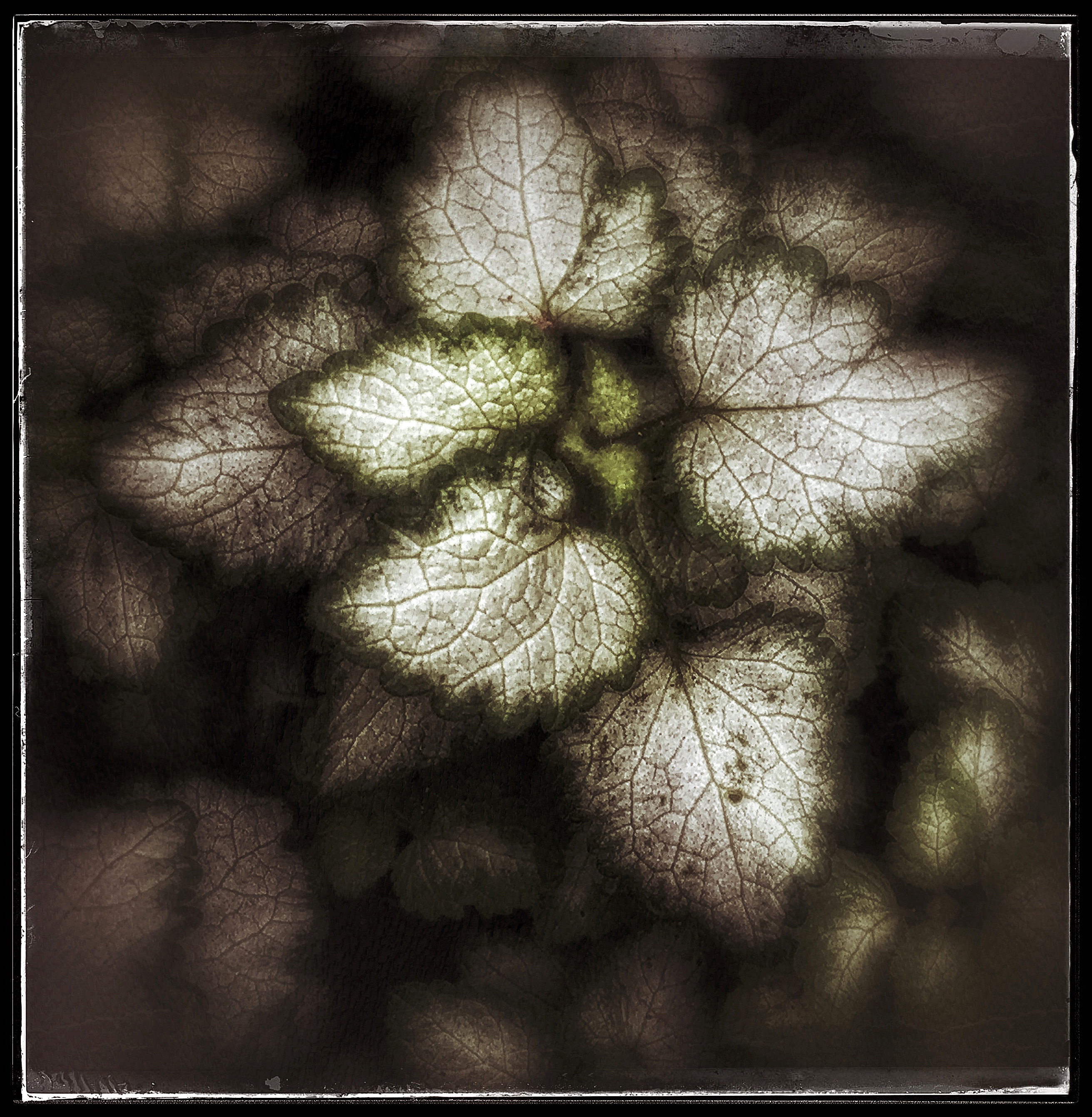 White Leaves 2