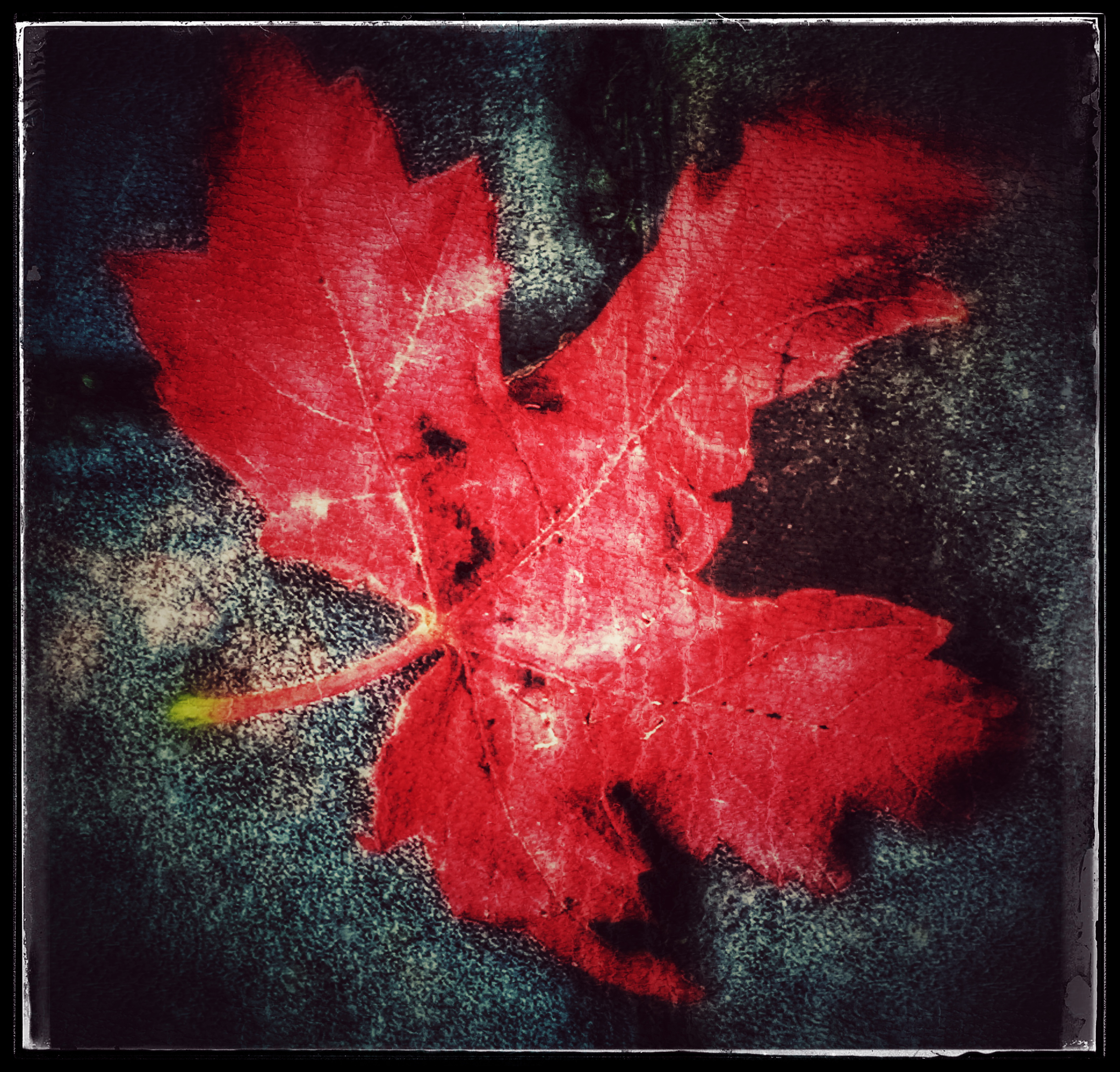 Maple Leaf
