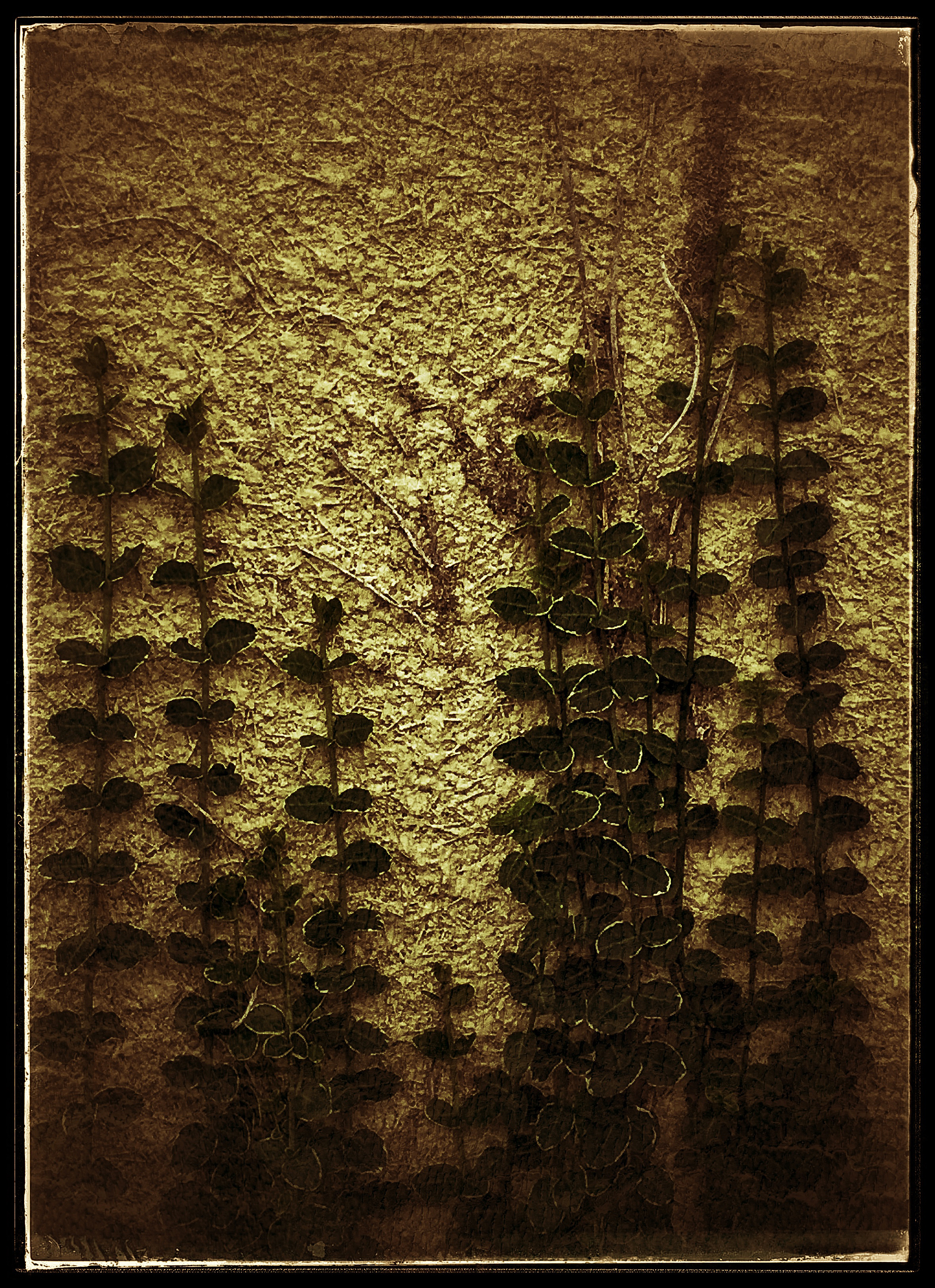Ascending Vines