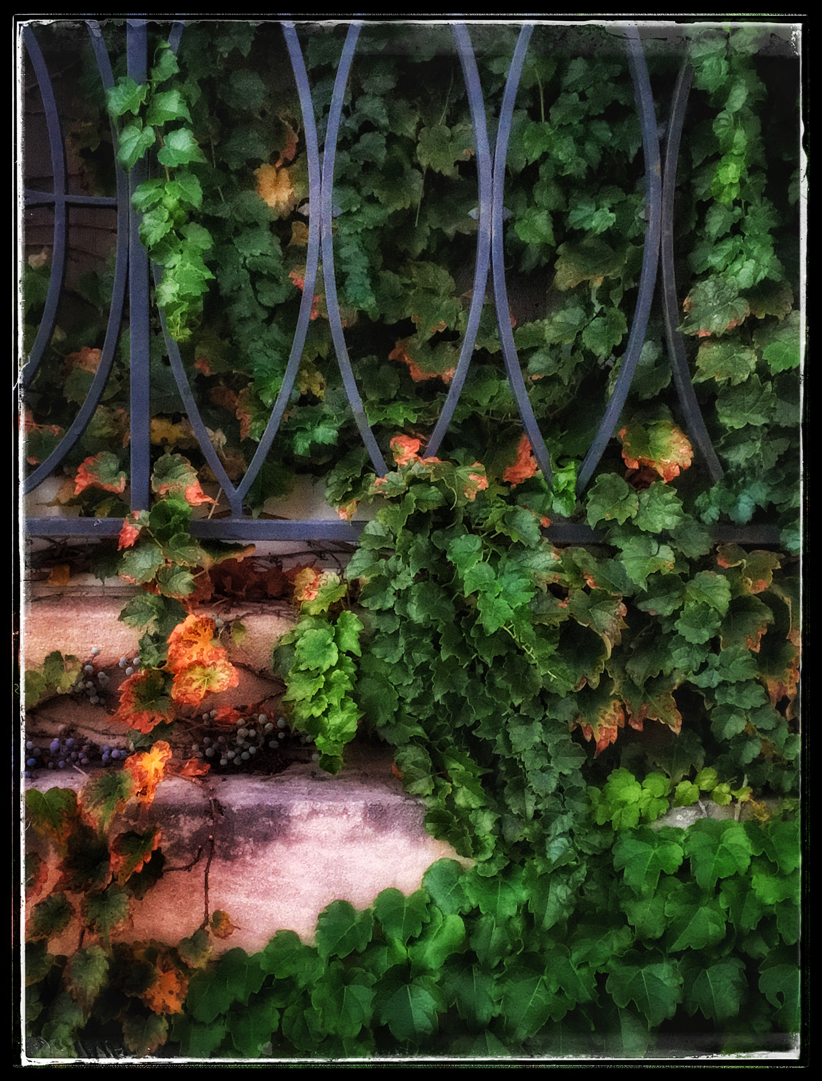 Iron and Ivy