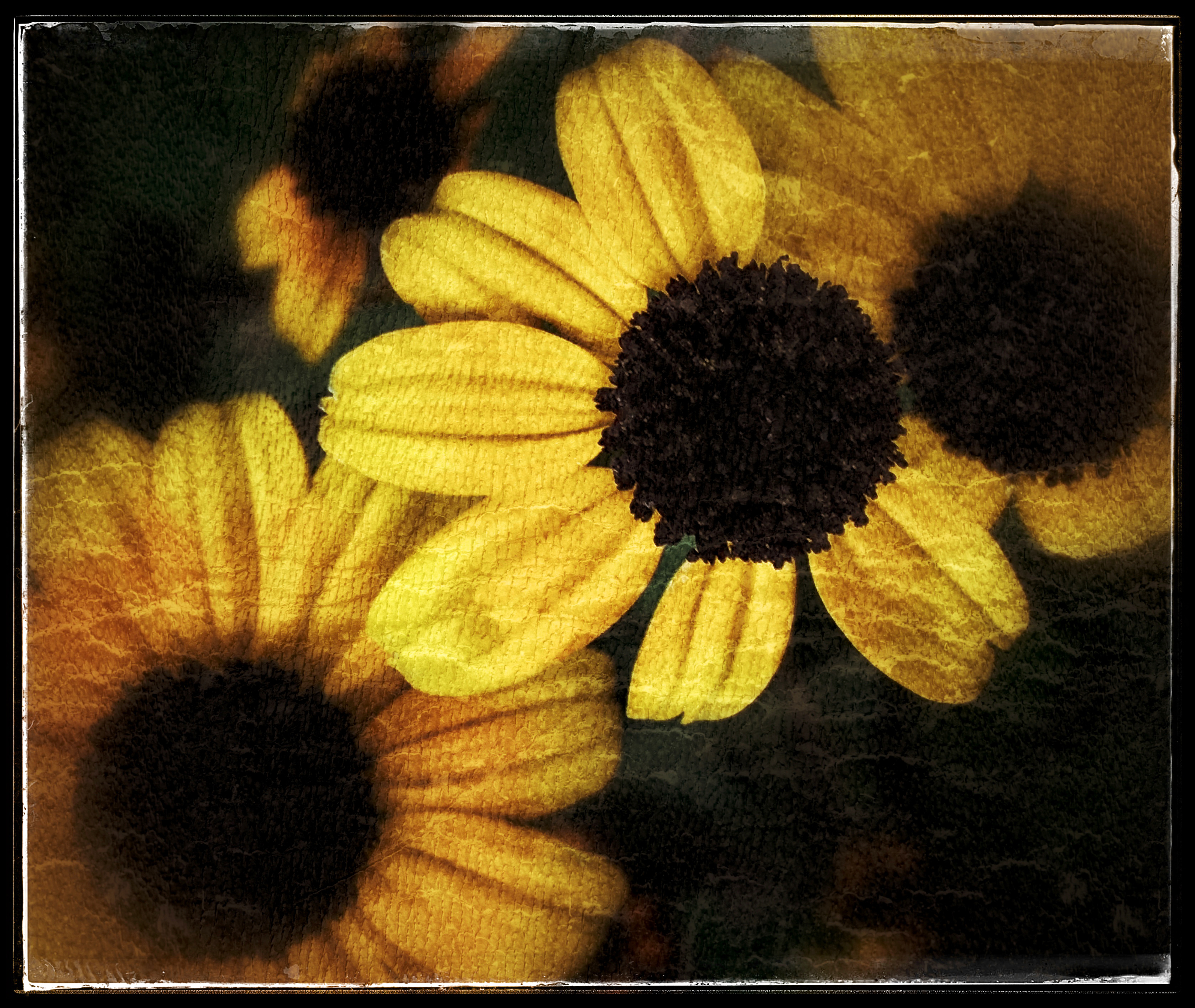 Black-eyed Susans