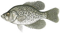 bcrappie.jpe
