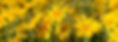 Daisies_edited.jpg
