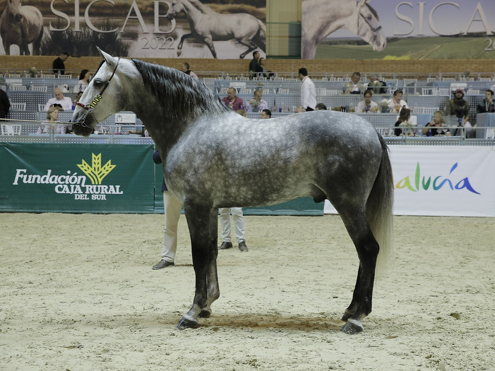 Brio de Tucaballoandaluz