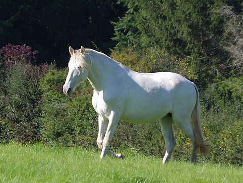 IMGP4611 cadrée.jpg