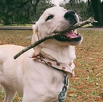 Screenshot 2025-10-29 at 6.20.13 PM.png