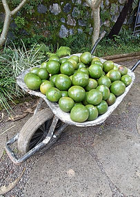 WhatsApp Image 2026-04-12 at 18.49.18.jpeg