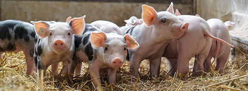 Pig Feed
