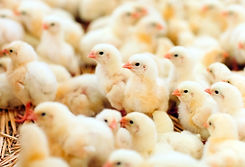 Thompsons Pullet Rearing Feed Diets