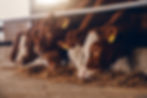 AdobeStock_260458077.jpeg