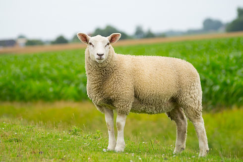 Sheep Feed