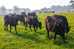 Thompsons Beef Feed Diets