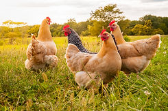 Thompsons Split Feeding Programs