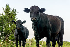 Animal Feed Blends