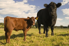 Pro-Mix Calf and Cattle Coarse Mix