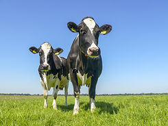 Animal Feed Minerals