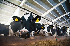 Thompsons Ruminant Services