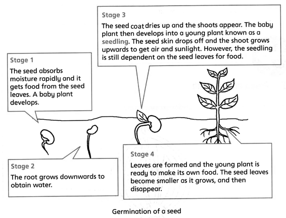 Primary 3 Science for October Life Cycles in Plants