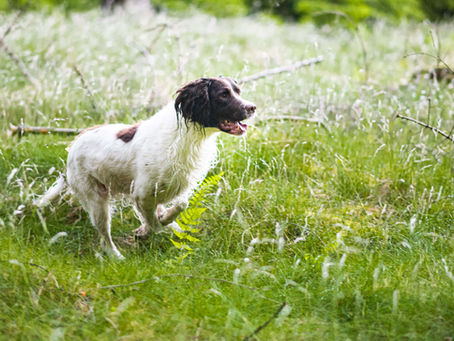 Engelsk springer spaniel FT