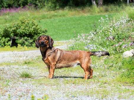 Alpenländische dachsbracke