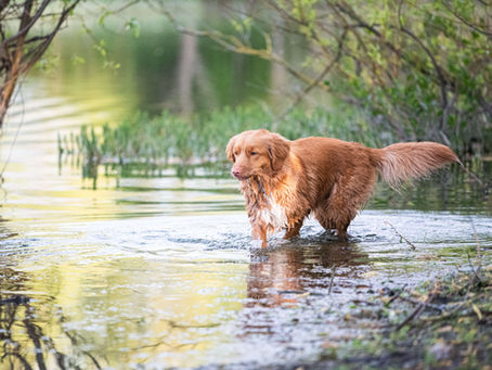 Nova Scotia duck tolling retriever