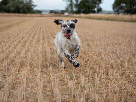 Engelsk setter