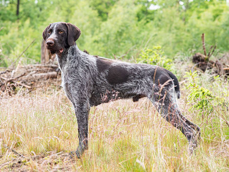 Ruhåret hønsehund