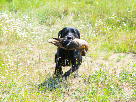 Labrador retriever