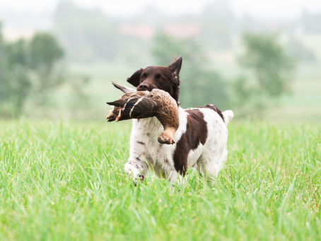 Kleiner münsterländer
