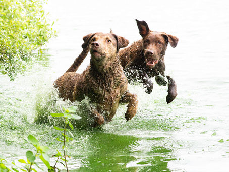 Chesapeake Bay retriever