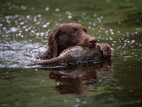 Curly coated retriever