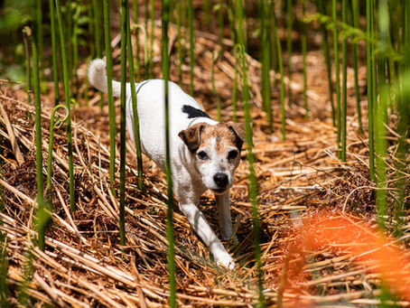 Parson Russell terrier