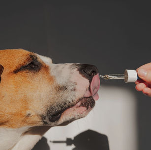 How do I know if my Dog needs Nutritional Supplements? 