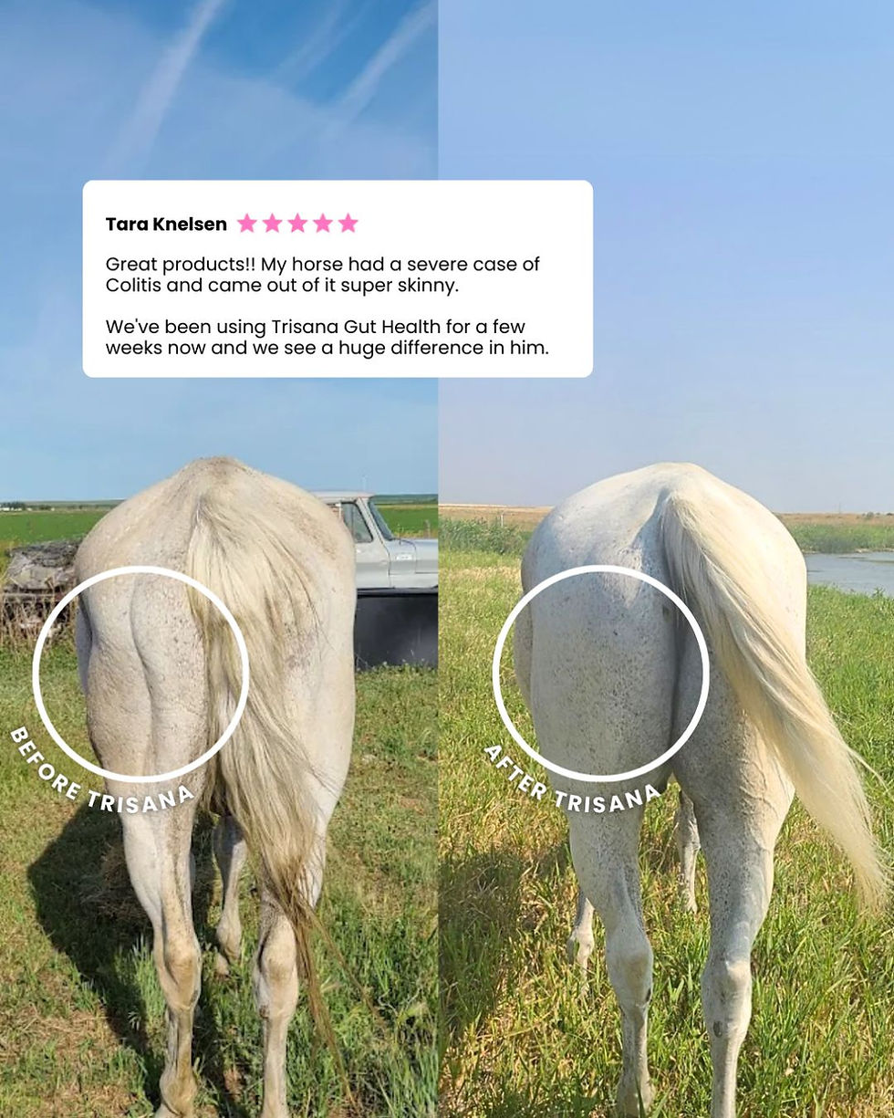 Trisana Healthy Gut before and after review