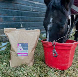 Horse eating Trisana Hemp Protein Fibre supplement from a bucket
