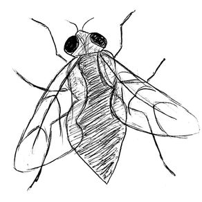 Com mosques follant a la teva orella