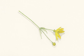 yellow_coreopsis_3.jpeg