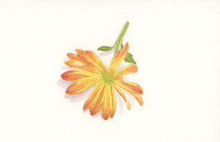 autumnal_composite_2.jpeg